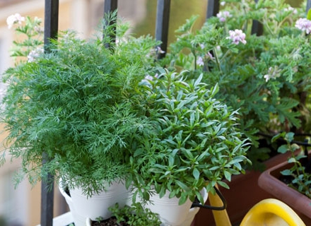 Билкова градина на балкона