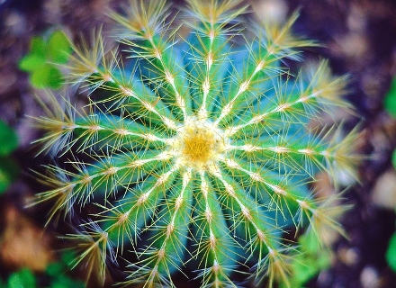 Кактус (Cactus) Кактус (Cactus)