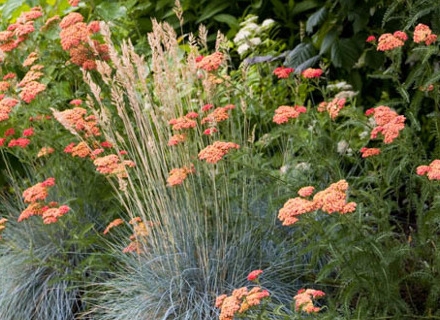 Синя трева, Фестука (Festuca glauca) Синя трева, Фестука (Festuca glauca)