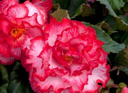 Бегония, грудкова (Begonia knollenbegonien) Бегония, грудкова (Begonia knollenbegonien)