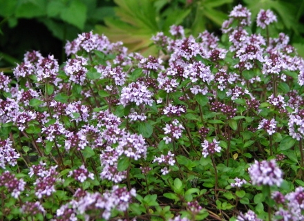 Мащерка (Thymus serpyllum)
