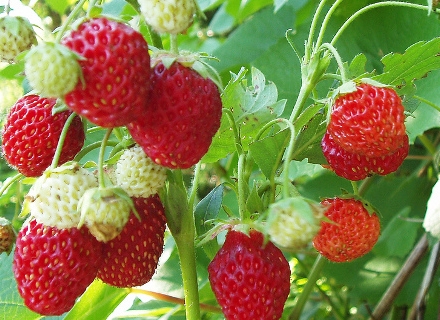 Ягода (Fragaria) Ягода (Fragaria)