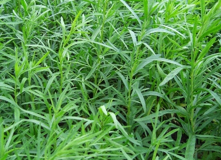 Естрагон, Тарос (Artemisia dracunculus) Естрагон, Тарос (Artemisia dracunculus)