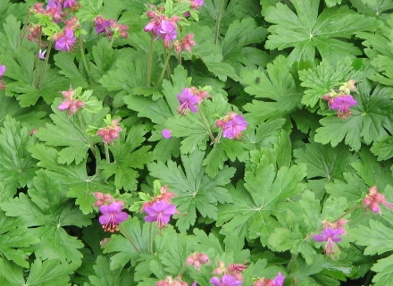 Здравец (Geranium) Здравец (Geranium)