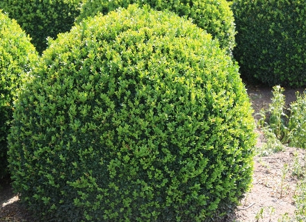Чемшир (Buxus sempervirens) Чемшир (Buxus sempervirens)
