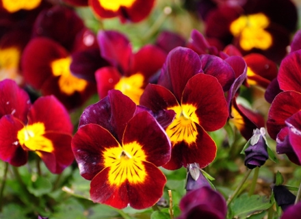 Градинска теменужка (Viola wittrockiana) Градинска теменужка (Viola wittrockiana)