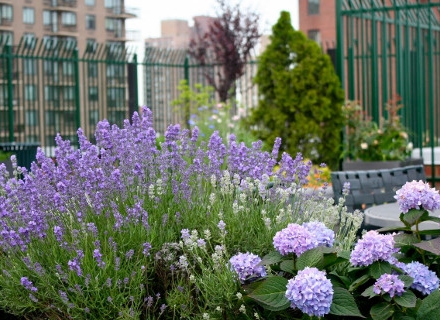 Растения, подходящи за терасата