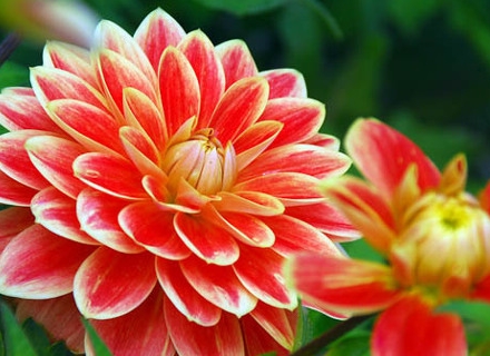 Далия (Dahlia) Далия (Dahlia)