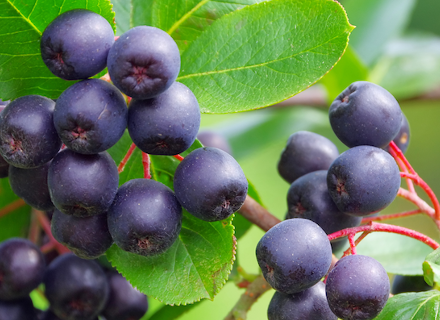 Арония (Aronia) - отглеждане, ползи, рецепти Арония (Aronia) - отглеждане, ползи, рецепти