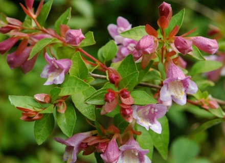 Абелия (Abelia) Абелия (Abelia)