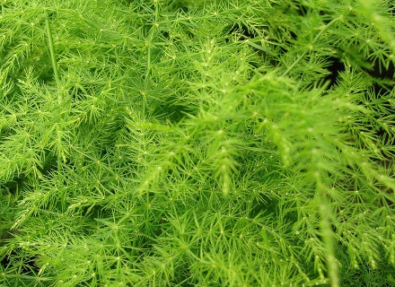 Аспарагус (Asparagus) Аспарагус (Asparagus)