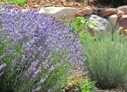 Градина във френски стил - характерни особености