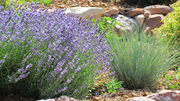 Градина във френски стил - характерни особености