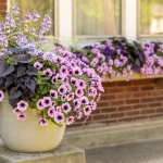 11 едногодишни, непретенциозни цветя за градината и терасата