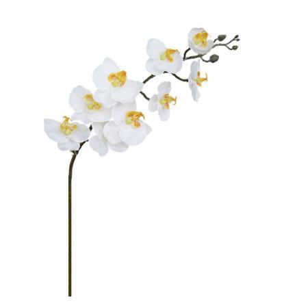 Орхидея бяла
